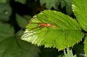 Tetragnatha_montana_D4965_Z_90_Les Gris_Frankrijk